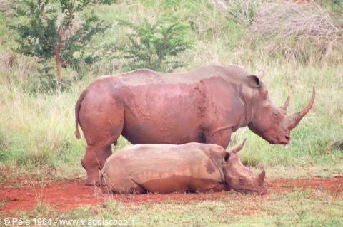 White Rhinos
