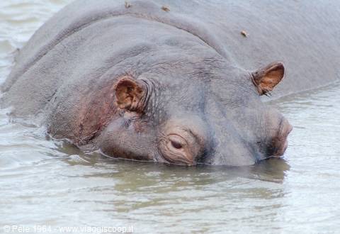 Hippo