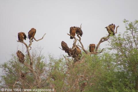 Vultures