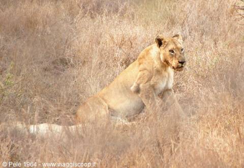 Lionesses