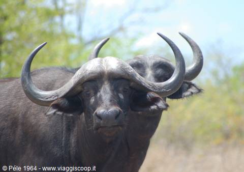 Buffaloes