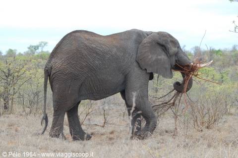 Elephant