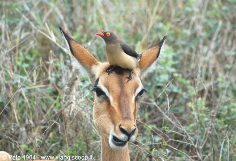 impala and 'guest'