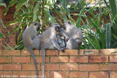 the three monkeys
