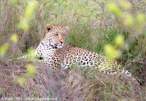 Leopard