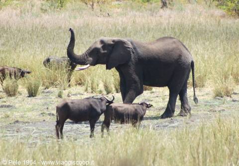 the giant elephant