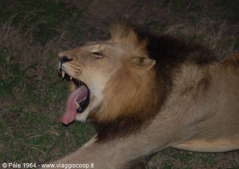 Lion