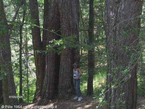 The 'Giants' of the Sila