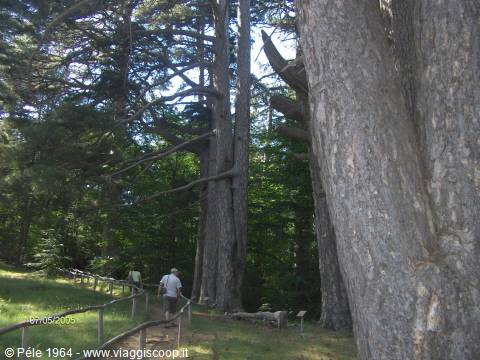The 'Giants' of the Sila