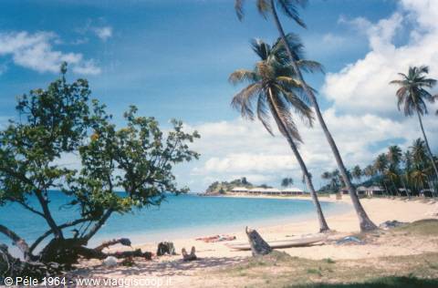 White sand beach with leaning palm trees and turquoise sea