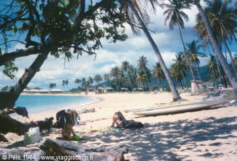 Beach with palm trees, canoe on the sand and sunbathers, 1964
