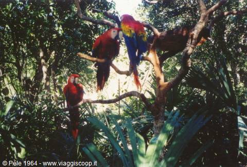 Xel-Ha - parrots