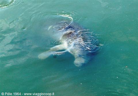Manatees at the Manatee Viewing Center