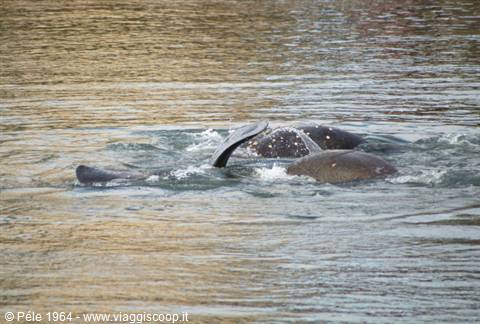 Manatees at the Manatee Viewing Center