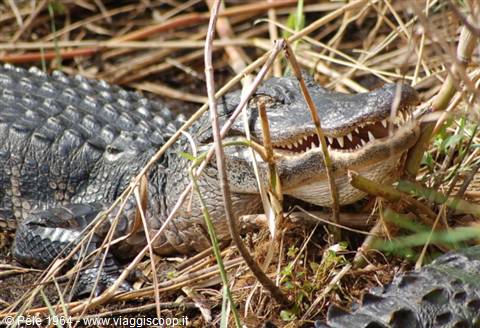 Everglades Park