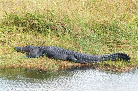 Everglades Park