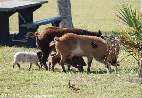 Everglades Park