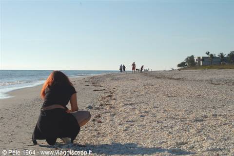 Sanibel - the shell beach