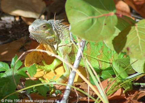 iguana