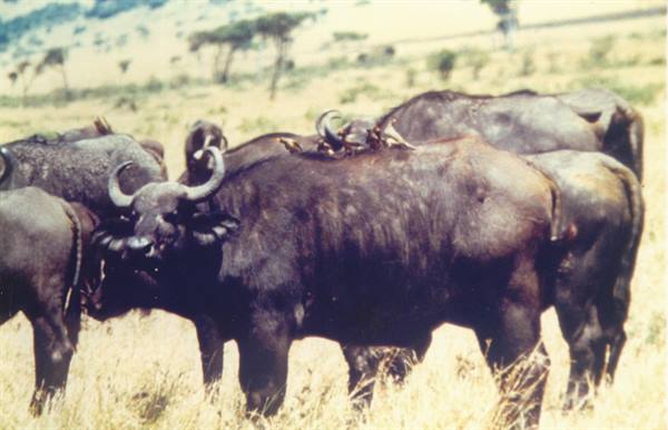 buffaloes