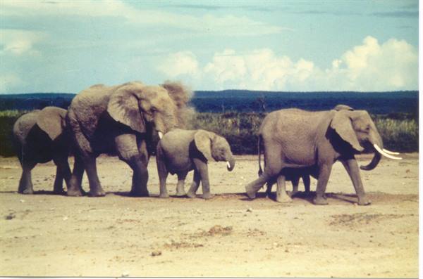 elephants