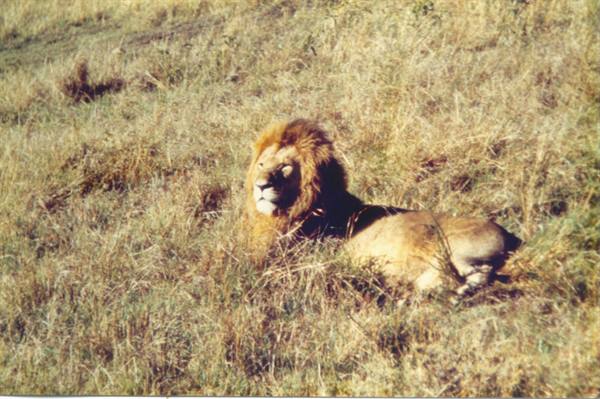 lion