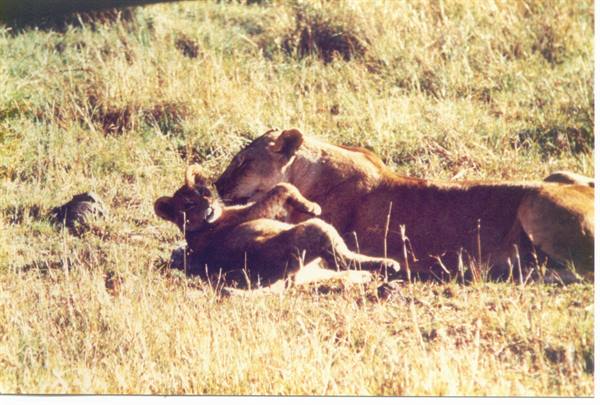 lioness with cub