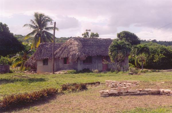 Rural thatched-roof house with palms and a low stone wall in countryside