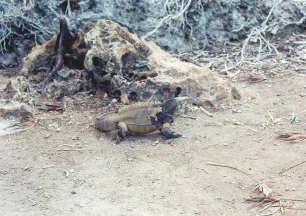 Iguana on sand among coral rocks and dry branches, harsh sunlight