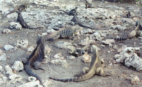Group of iguanas among limestone rocks and dry soil in sunlight