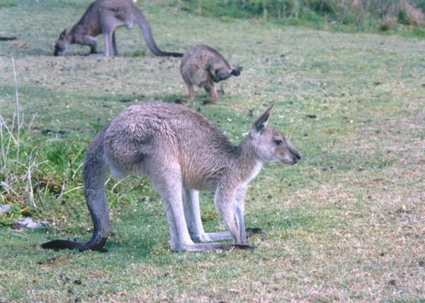 Grey kangaroos grazing on green grass, one in foreground looking sideways
