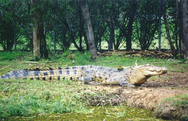 Large crocodile lying on muddy grass among trees, natural daylight