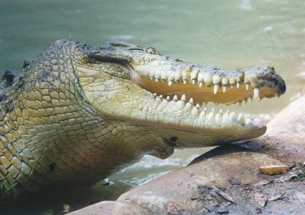 Crocodile with open jaws resting on a muddy rock beside green water