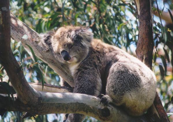 Sleeping koala resting on a eucalyptus branch, sunlight through the leaves