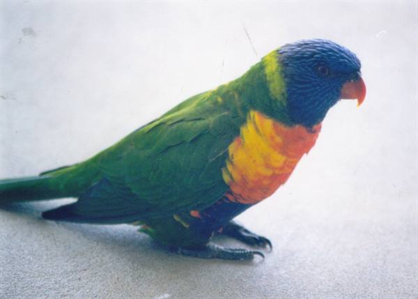 Rainbow lorikeet with orange chest and blue head perched on concrete