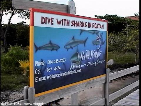 Wooden sign for Waihuka dive center: shark diving in Roatán