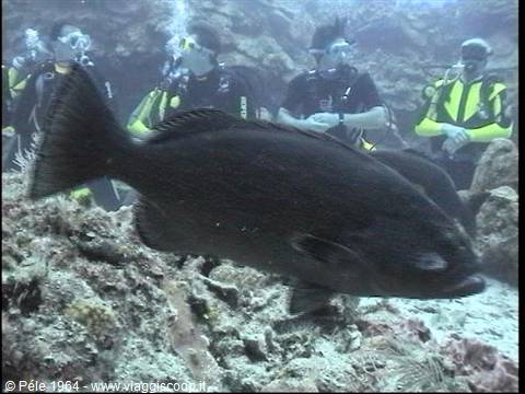 Brown grouper swims among scuba divers on the coral reef