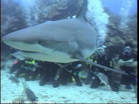Grey shark swims close to scuba divers amid bubbles and reef rocks