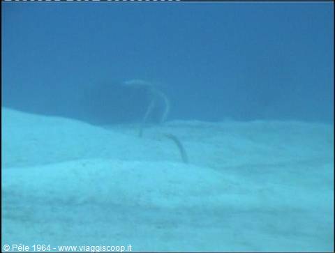 Sea snake swimming over sandy seabed in murky blue-green water