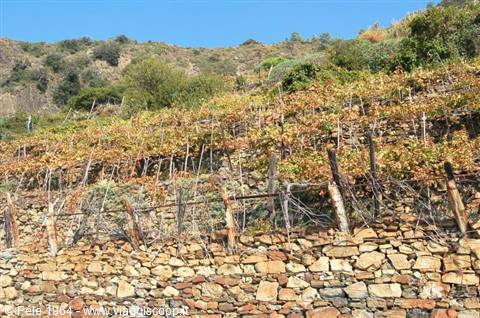 the vineyards of the 5 Terre