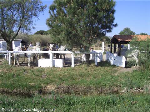 The ponies of the Camargue.....