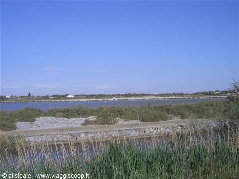 Adieu Camargue! (in the pond the pink flamingos are very far away...)
