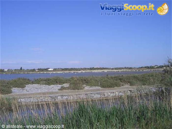 Adieu Camargue! (in the pond the pink flamingos are very far away...)